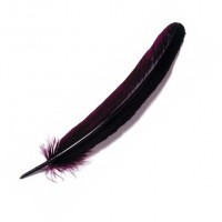 Goose quill, Burgundy